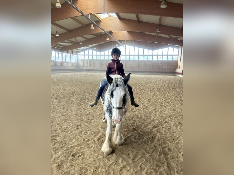 Gypsy Horse Mare 7 years 14 hh Pinto in Achstetten