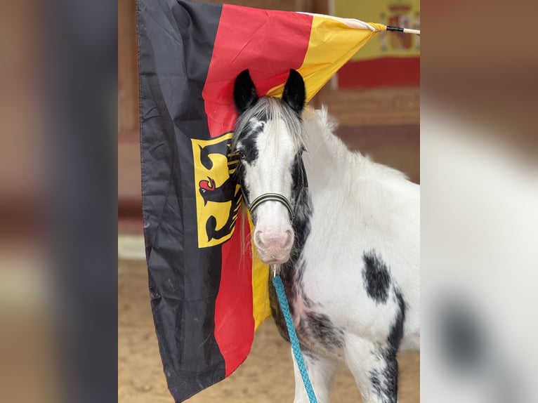 Gypsy Horse Mare 7 years 14 hh Pinto in Achstetten