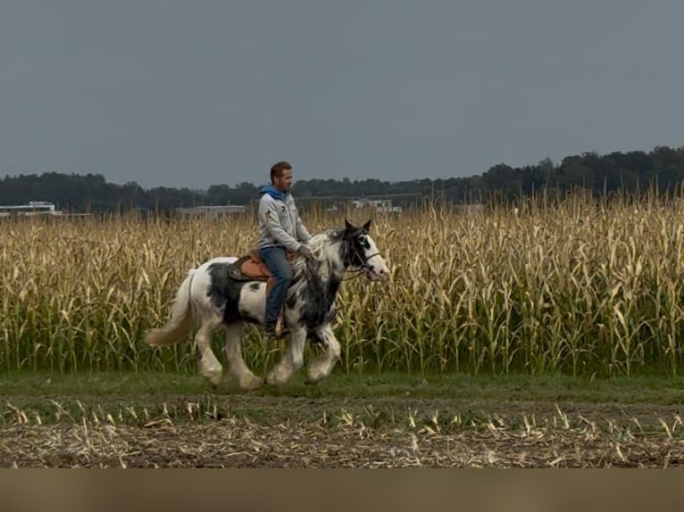 Gypsy Horse Mare 7 years 14 hh Pinto in Achstetten