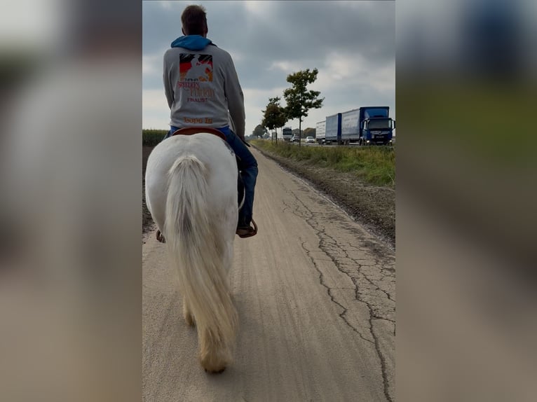 Gypsy Horse Mare 7 years 14 hh Pinto in Achstetten