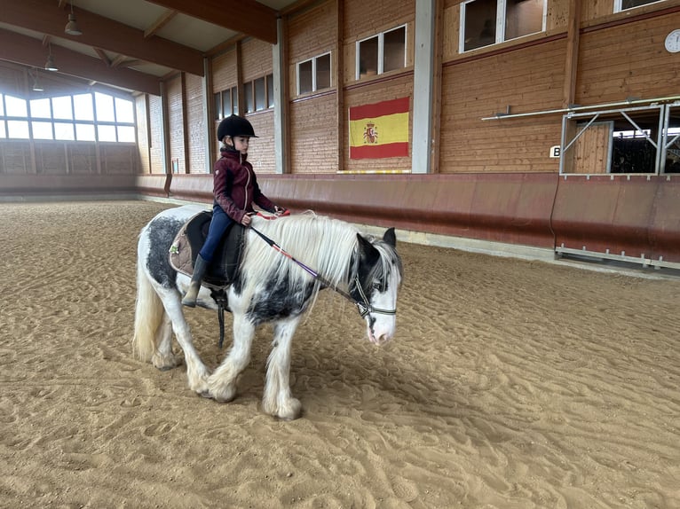 Gypsy Horse Mare 7 years 14 hh Pinto in Achstetten