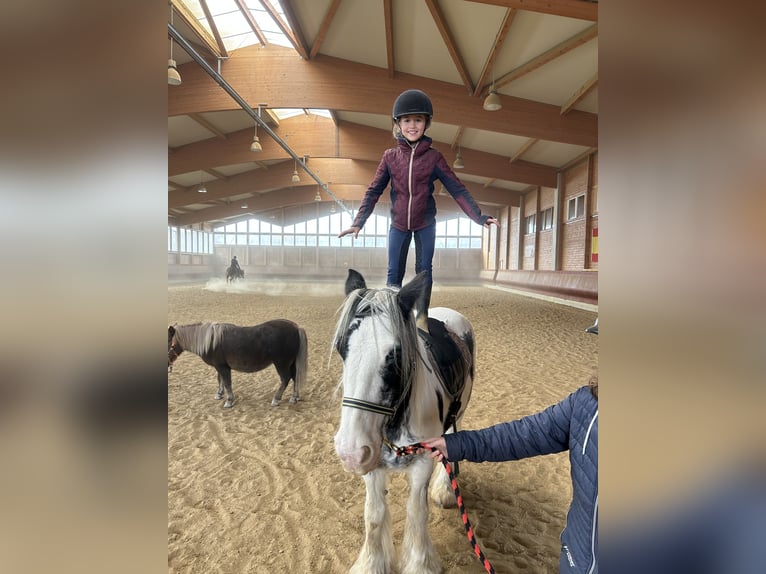 Gypsy Horse Mare 7 years 14 hh Pinto in Achstetten