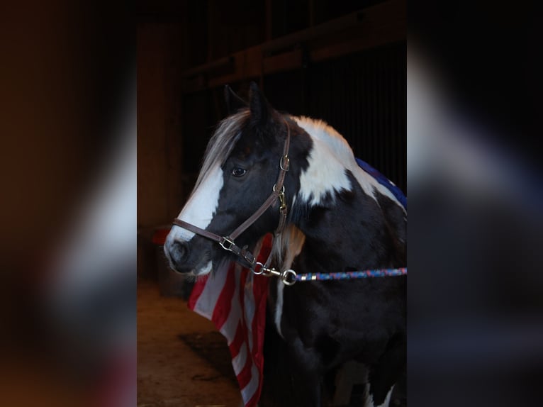 Gypsy Horse Mare 7 years 14 hh Tobiano-all-colors in Culpeper, VA