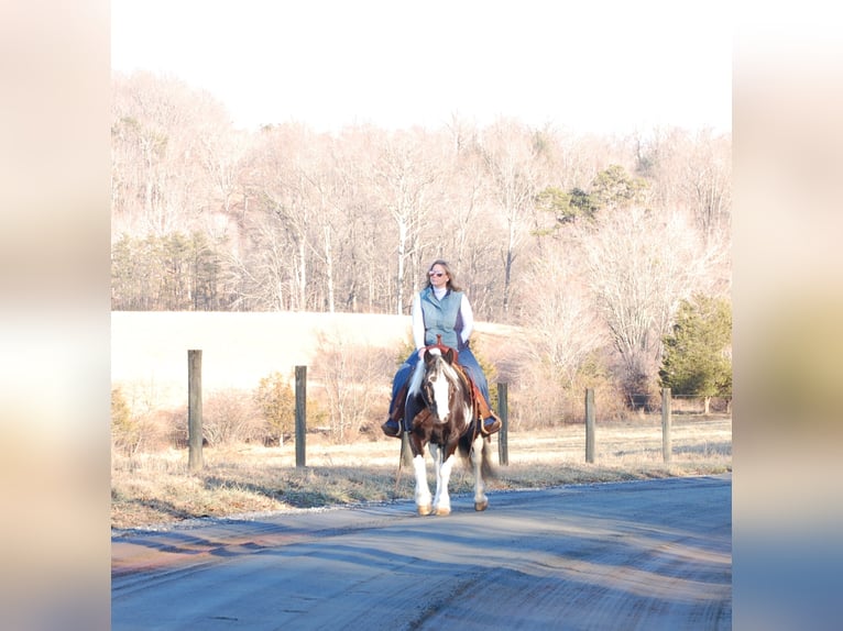 Gypsy Horse Mare 7 years 14 hh Tobiano-all-colors in Culpeper, VA