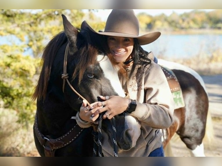 Gypsy Horse Mare 7 years 14 hh Tobiano-all-colors in Houston