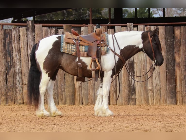 Gypsy Horse Mare 7 years 14 hh in Joshua ,TX