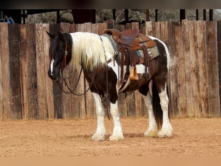 Gypsy Horse Mare 7 years 14 hh in Joshua ,TX