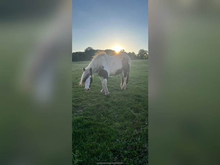Gypsy Horse Mare 7 years 14,1 hh Pinto in Weiskirchen