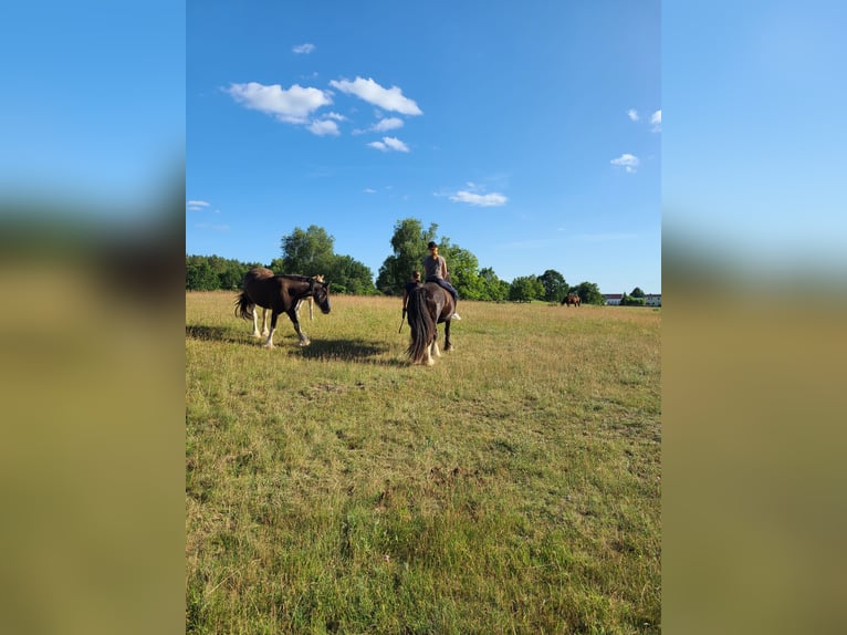 Gypsy Horse Mix Mare 7 years 14,2 hh Black in Heiligengrabe