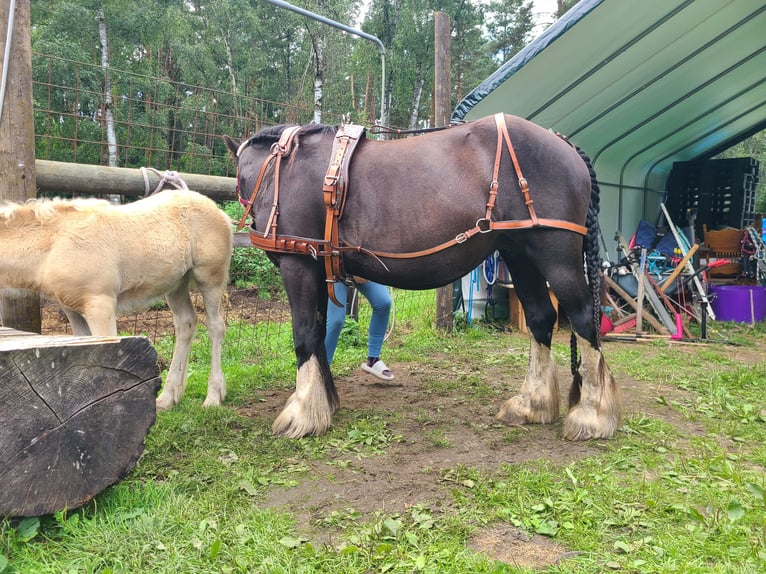 Gypsy Horse Mix Mare 7 years 14,2 hh Black in Heiligengrabe