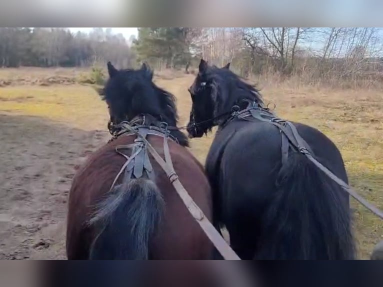 Gypsy Horse Mix Mare 7 years 14,2 hh Black in Heiligengrabe