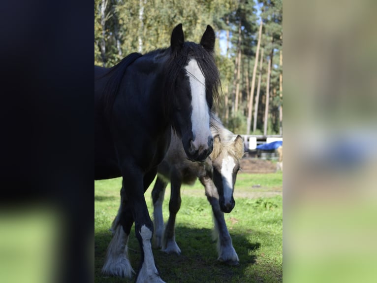 Gypsy Horse Mix Mare 7 years 14,2 hh Black in Heiligengrabe