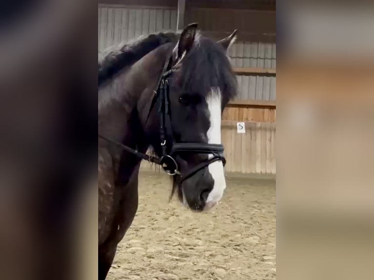 Gypsy Horse Mare 7 years 14,2 hh Grullo in Soltau