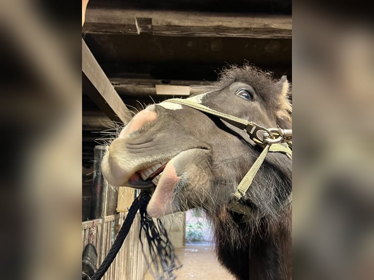 Gypsy Horse Mare 7 years 14,2 hh Grullo in Soltau