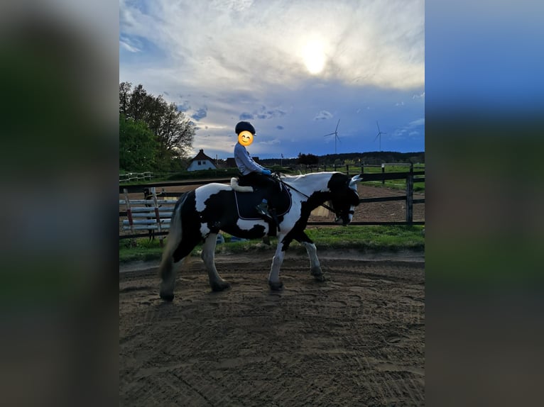 Gypsy Horse Mare 7 years 14,2 hh Pinto in Vastorf