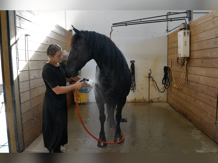 Gypsy Horse Mix Mare 7 years 15,1 hh Black in Millerstown, PA