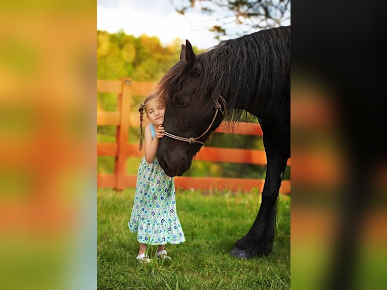 Gypsy Horse Mix Mare 7 years 15,1 hh Black in Millerstown, PA