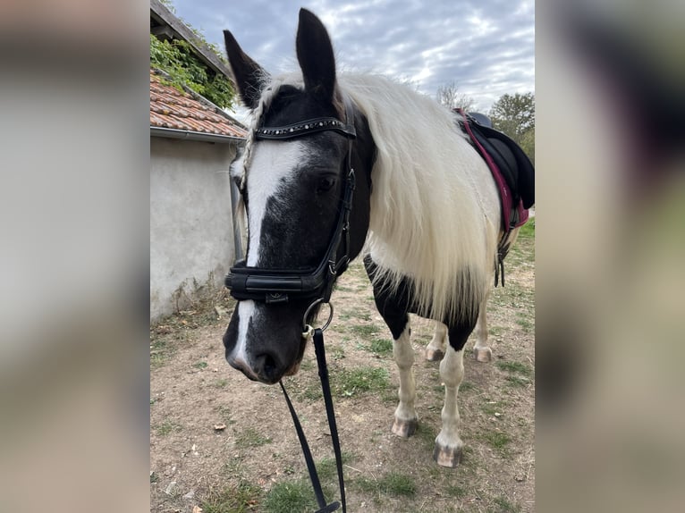 Gypsy Horse Mix Mare 7 years 15.3 hh Pinto in Franchesse