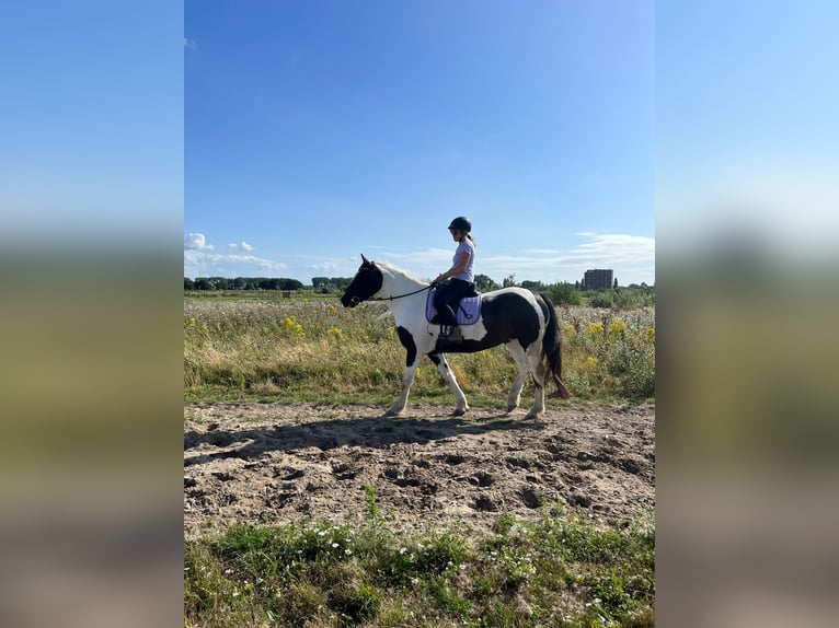 Gypsy Horse Mix Mare 7 years 15.3 hh Pinto in Franchesse