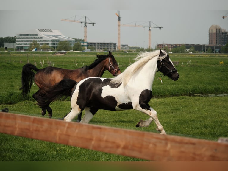 Gypsy Horse Mix Mare 7 years 15.3 hh Pinto in Franchesse