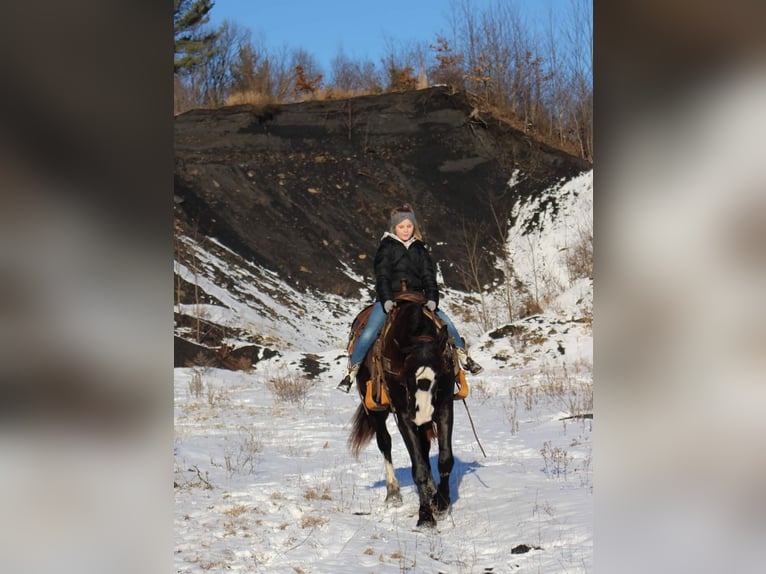 Gypsy Horse Mix Mare 7 years 15 hh Black in Austin