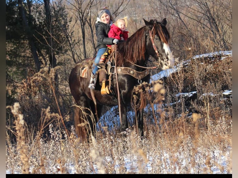 Gypsy Horse Mix Mare 7 years 15 hh Black in Austin