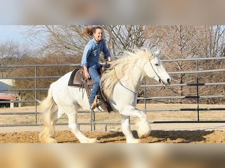 Gypsy Horse Mare 7 years 15 hh Gray in Houston