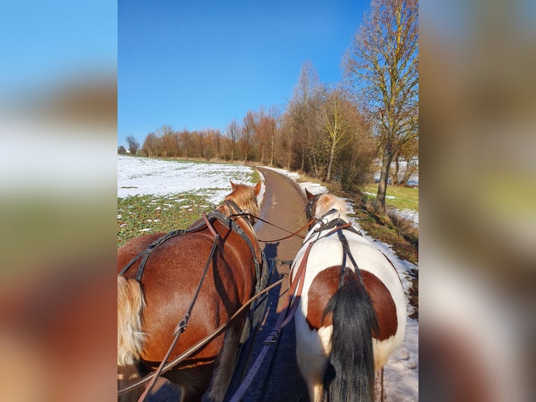 Gypsy Horse Mare 7 years 15 hh Pinto in Nordhausen