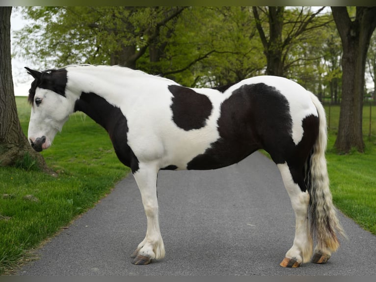 Gypsy Horse Mix Mare 7 years 15 hh Pinto in Lancaster
