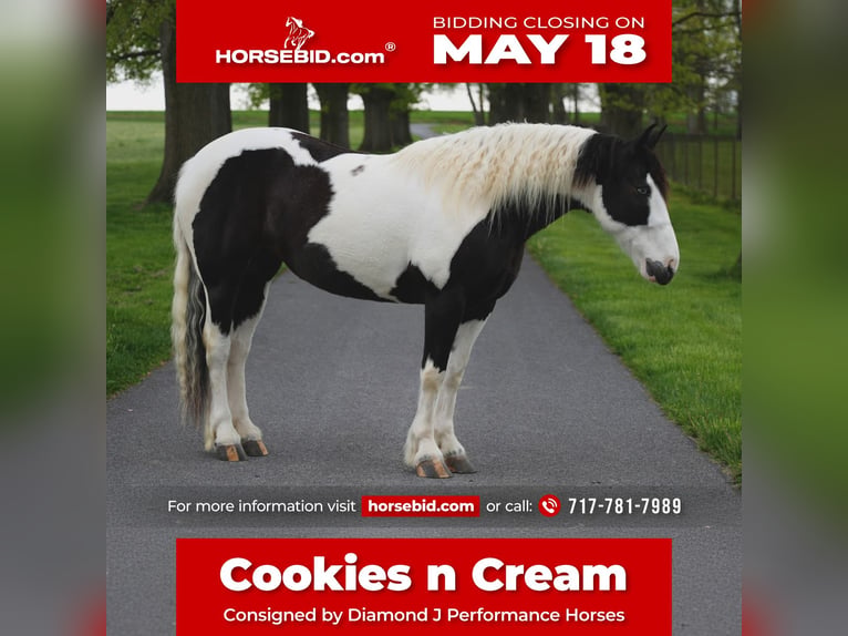 Gypsy Horse Mix Mare 7 years 15 hh Pinto in Lancaster