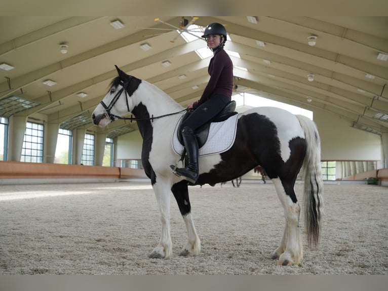 Gypsy Horse Mix Mare 7 years 15 hh Pinto in Lancaster