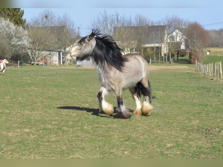 Gypsy Horse Mare 7 years 15,1 hh Dun in Virton