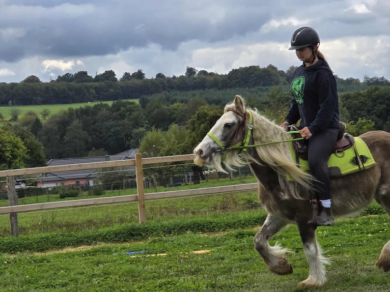 Gypsy Horse Mare 7 years Palomino in Linkenbach