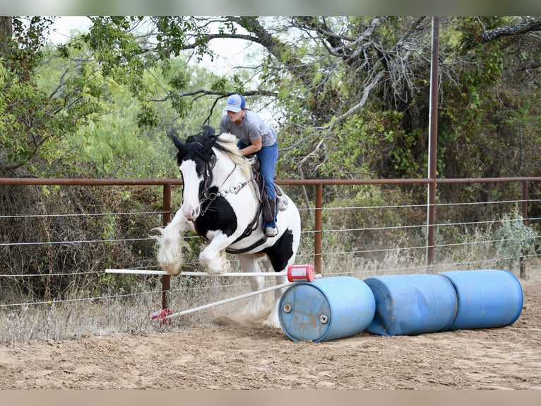 Gypsy Horse Mare 7 years Pinto in Stephenville