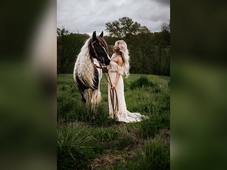 Gypsy Horse Mare 7 years Roan-Blue in Rutledge