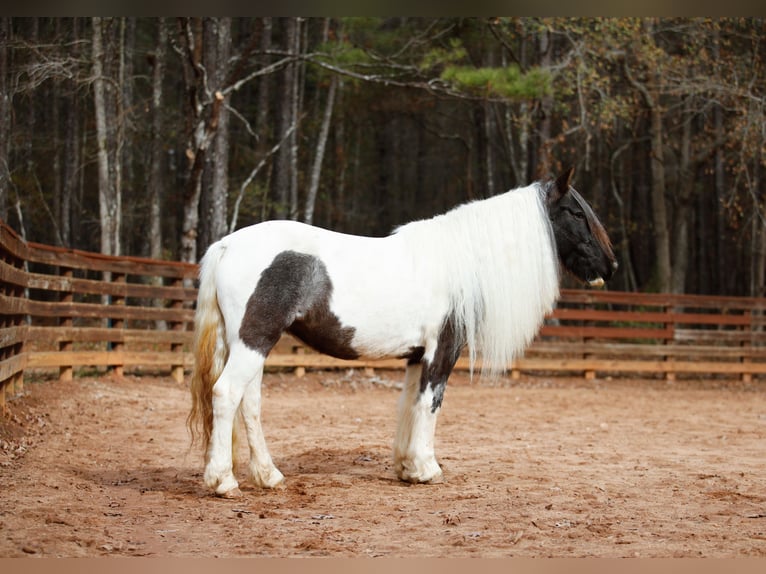 Gypsy Horse Mare 7 years Roan-Blue in Rutledge