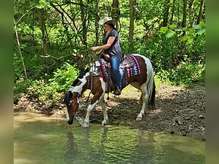 Gypsy Horse Mix Mare 7 years in Robards, KY