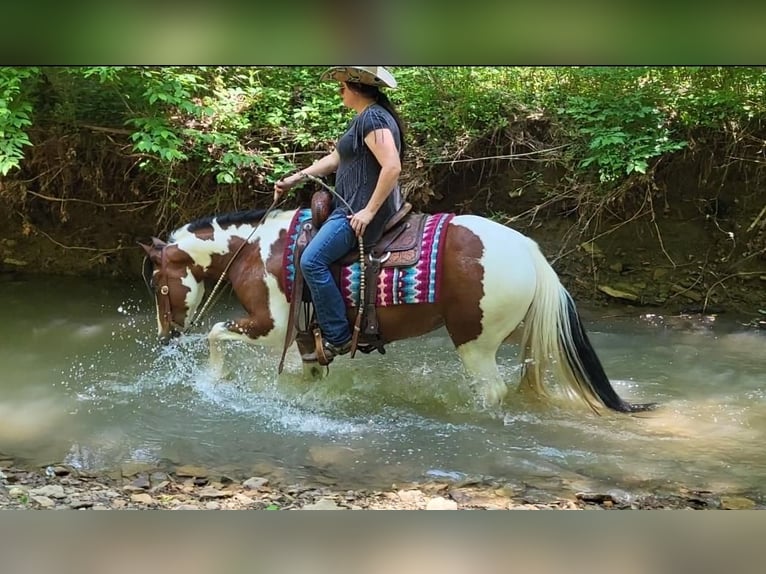 Gypsy Horse Mix Mare 7 years in Robards, KY