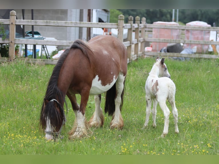 Gypsy Horse Mare 8 years 12.1 hh Pinto in Pepingen