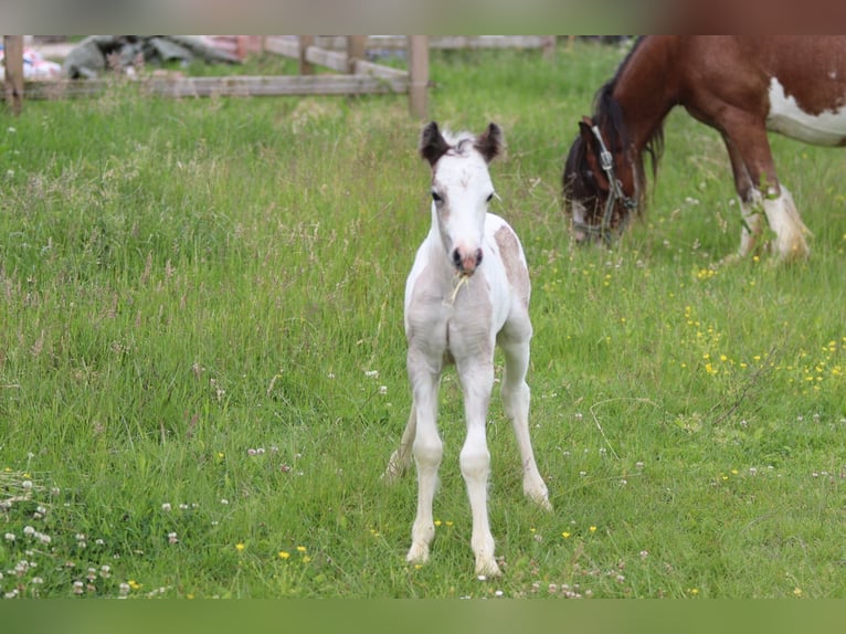 Gypsy Horse Mare 8 years 12.1 hh Pinto in Pepingen