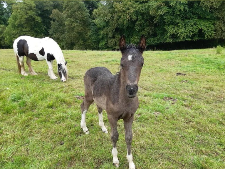 Gypsy Horse Mare 8 years 12,1 hh Pinto in Morsbach