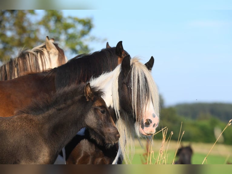 Gypsy Horse Mare 8 years 12,1 hh Pinto in Morsbach