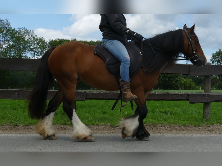 Gypsy Horse Mare 8 years 12,2 hh Brown in Lathen