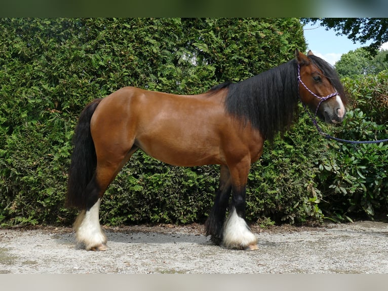 Gypsy Horse Mare 8 years 12,2 hh Brown in Lathen