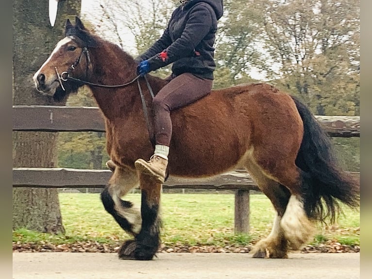 Gypsy Horse Mare 8 years 12,2 hh Brown in Lathen