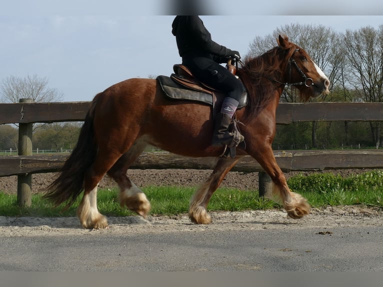 Gypsy Horse Mare 8 years 12.2 hh Chestnut-Red in Lathen