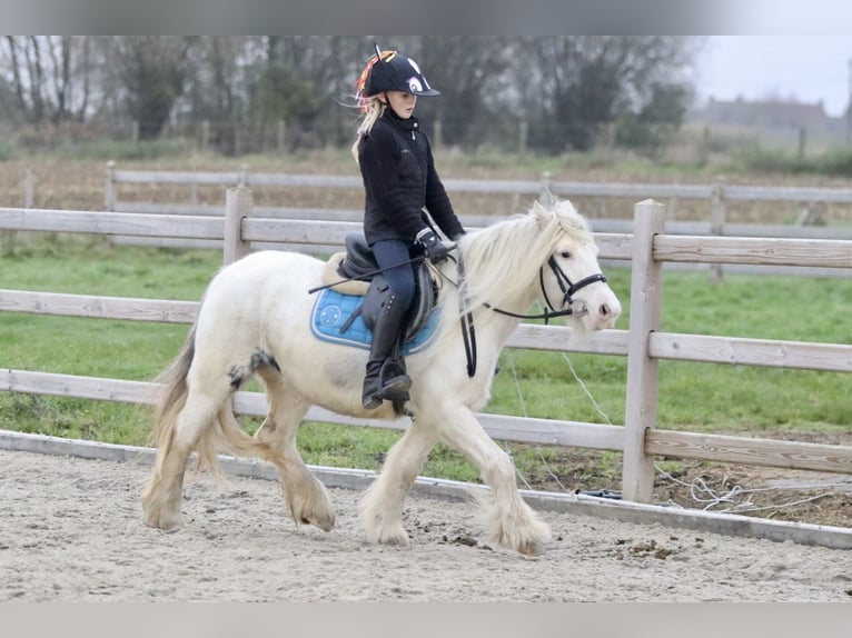 Gypsy Horse Mare 8 years 12,2 hh Cremello in Bogaarden