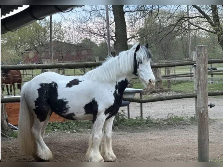 Gypsy Horse Mare 8 years 12.2 hh Pinto in Marl