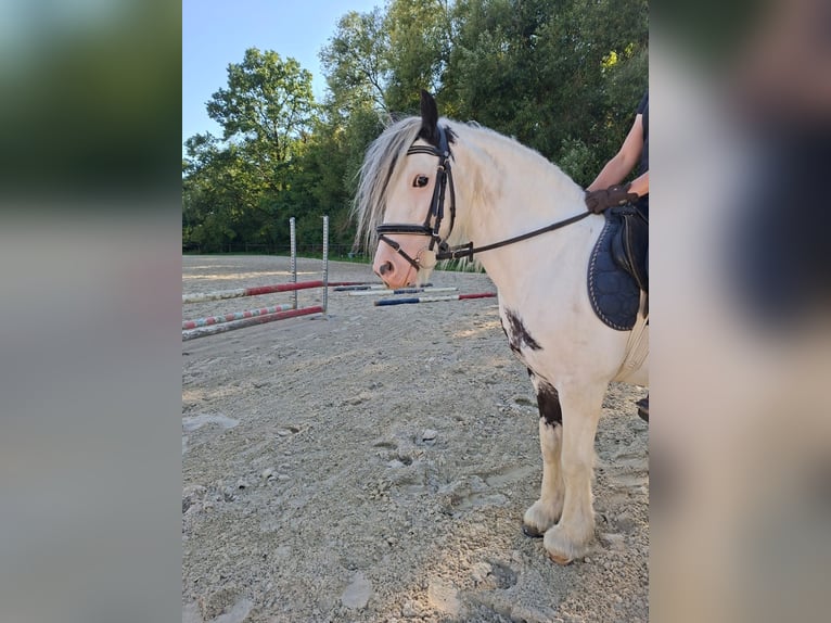 Gypsy Horse Mix Mare 8 years 12.2 hh Pinto in Meschede