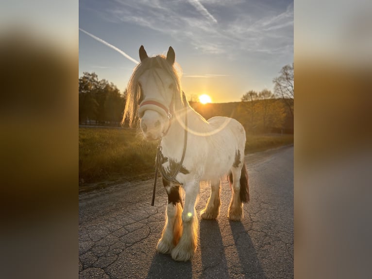Gypsy Horse Mix Mare 8 years 12.2 hh Pinto in Meschede